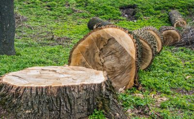 Felling Tree - Tree Service Irving, Texas
