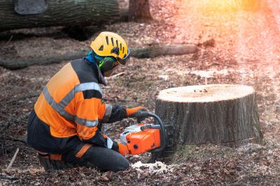 Tree Stump Removal And Grinding - Tree Stump Removal And Grinding Greenwich, Connecticut
