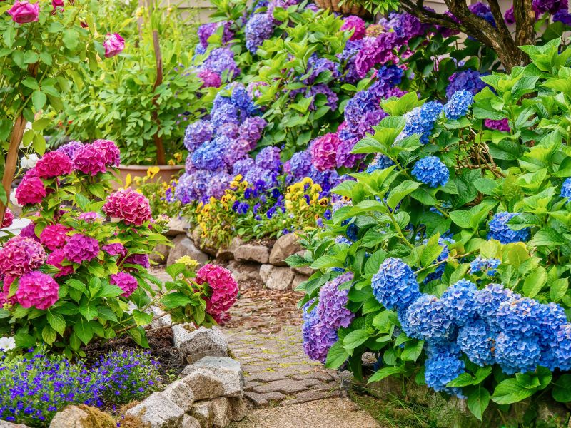 Hydrangea Planting in Ventura County, CA