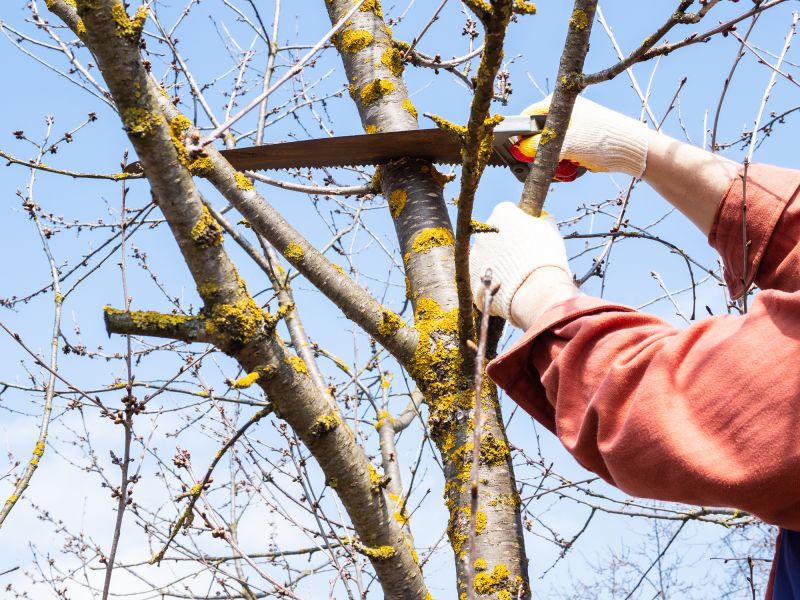 Tree Installation Service