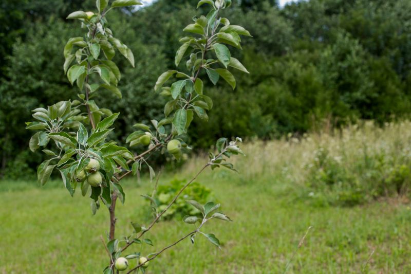 Fruit Tree Planting in Ventura County, CA