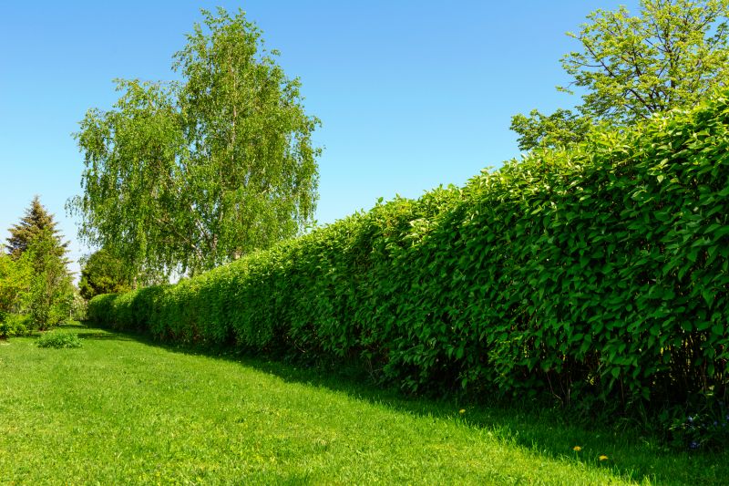 Hedge Replacement in Ventura County, CA