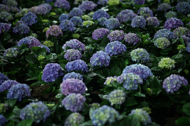 Hydrangea Planting in Ventura County, CA