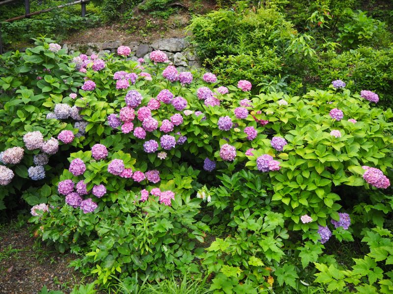 Hydrangea Planting in Ventura County, CA