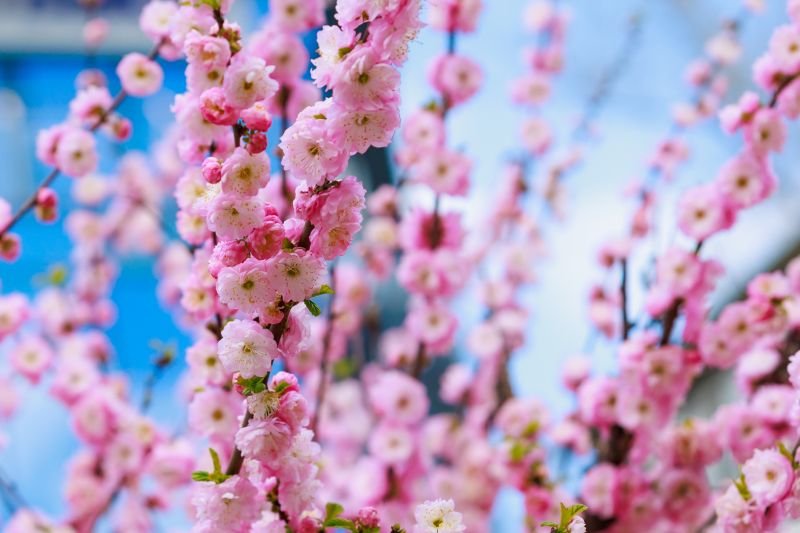 Japanese Cherry Tree Planting in Ventura County, CA