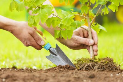 Japanese Maple Planting in Ventura County, CA