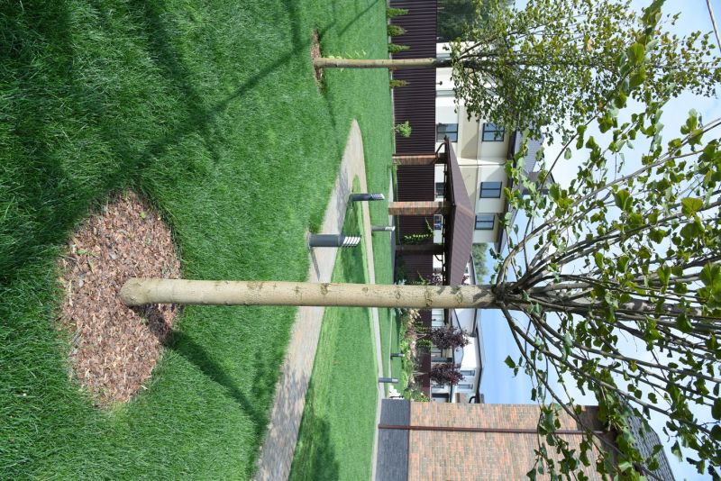 Maple Tree Planting in Ventura County, CA