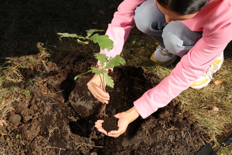 Pear Tree Planting in Ventura County, CA