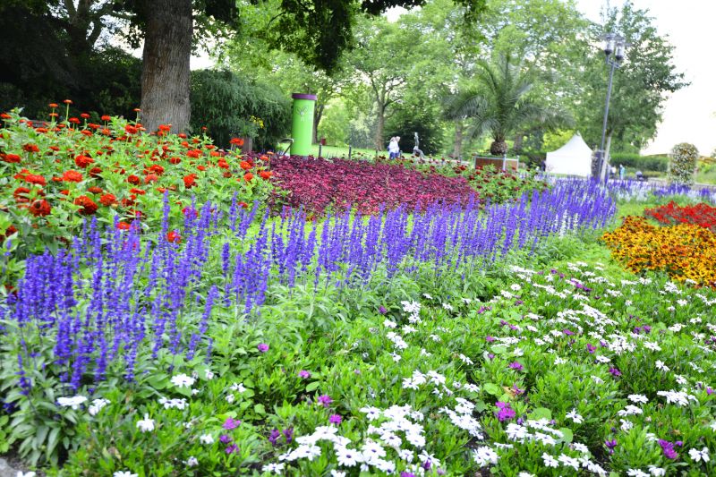 Perennials Planting in Ventura County, CA