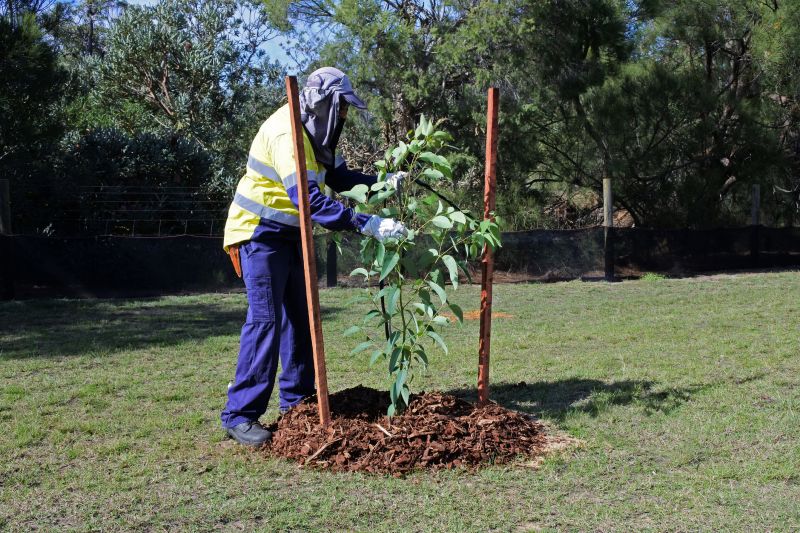 Pine Tree Planting in Ventura County, CA