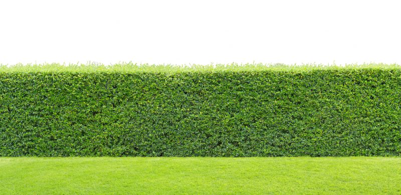 Privacy Hedge Planting in Ventura County, CA
