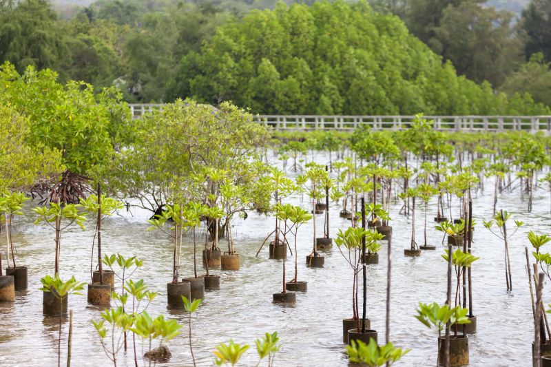 Privacy Trees Planting in Ventura County, CA