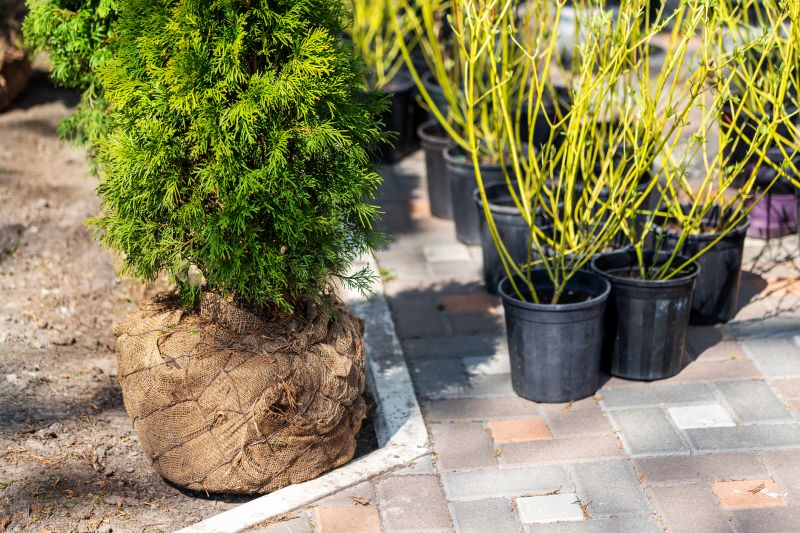 Shrub Replacement in Ventura County, CA