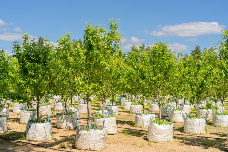 Tree Planting Service in Ventura County, CA