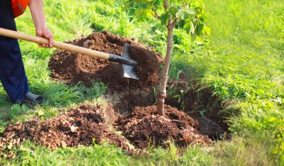 Bulb Planting