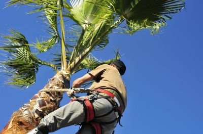 Palm Tree Removal - Tree Service Irving, Texas