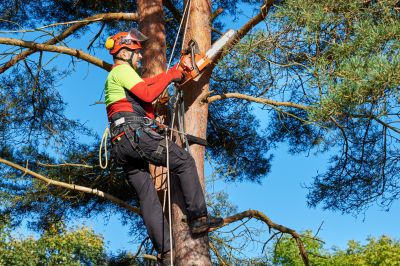 Tree Pruning - Tree Service Irving, Texas